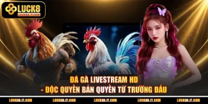 Đá Gà Livestream HD - Độc Quyền Bản Quyền Từ Trường Đấu