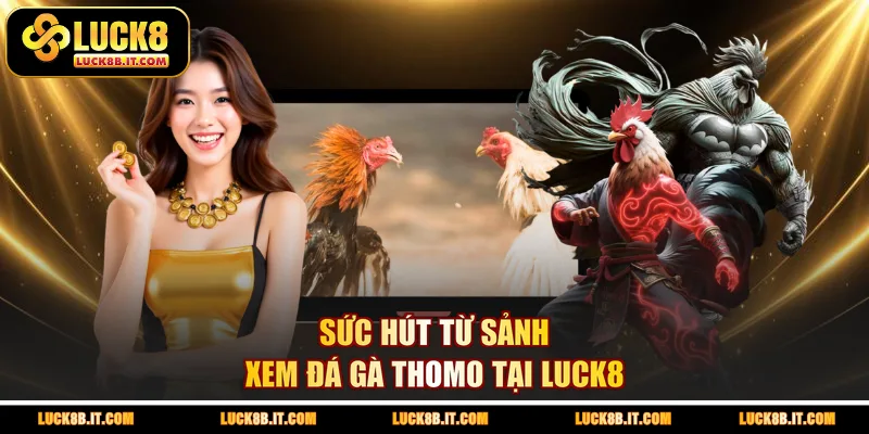 Sức hút từ sảnh xem đá gà Thomo tại LUCK8 